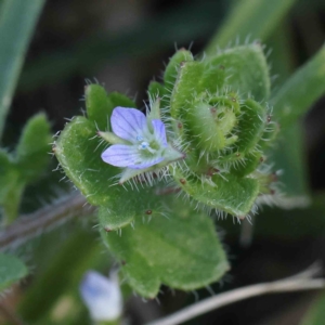 Veronica arvensis at Turner, ACT - 16 Aug 2023