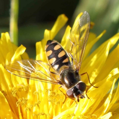 Simosyrphus grandicornis (Common hover fly) at Sullivans Creek, Turner - 16 Aug 2023 by ConBoekel