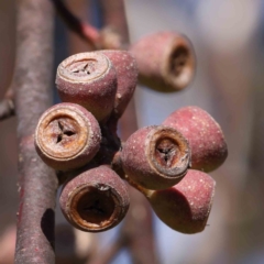 Eucalyptus pauciflora (A Snow Gum) at Turner, ACT - 16 Aug 2023 by ConBoekel