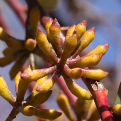 Eucalyptus pauciflora at Turner, ACT - 16 Aug 2023