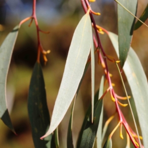 Eucalyptus pauciflora at Turner, ACT - 16 Aug 2023