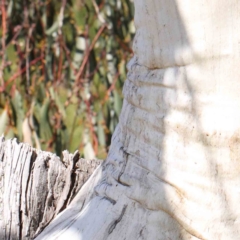 Eucalyptus pauciflora at Turner, ACT - 16 Aug 2023