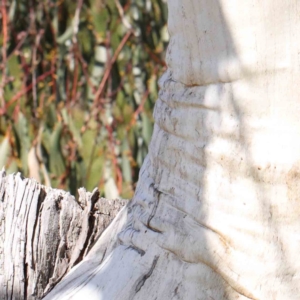 Eucalyptus pauciflora at Turner, ACT - 16 Aug 2023