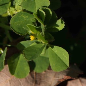 Medicago polymorpha at Turner, ACT - 16 Aug 2023 02:59 PM