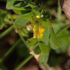 Medicago polymorpha at Turner, ACT - 16 Aug 2023 02:59 PM