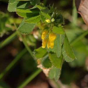 Medicago polymorpha at Turner, ACT - 16 Aug 2023 02:59 PM