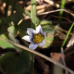 Sisyrinchium sp. at Sullivans Creek, Turner - 16 Aug 2023 by ConBoekel