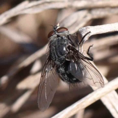 Calliphora sp. (genus) (Unidentified blowfly) at Sullivans Creek, Turner - 4 Aug 2023 by ConBoekel