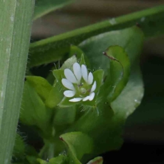 Stellaria media (Common Chickweed) at Turner, ACT - 10 Aug 2023 by ConBoekel