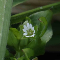 Stellaria media (Common Chickweed) at Sullivans Creek, Turner - 10 Aug 2023 by ConBoekel