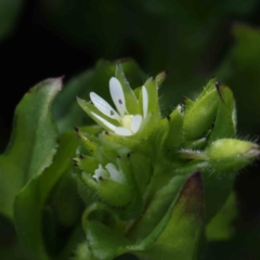 Stellaria media at Turner, ACT - 10 Aug 2023 03:13 PM