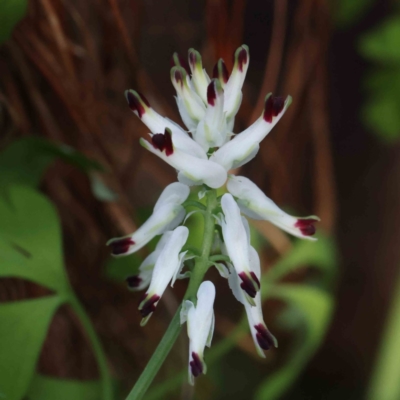 Fumaria capreolata (White Fumitory) at Sullivans Creek, Turner - 10 Aug 2023 by ConBoekel