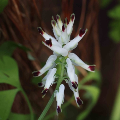 Fumaria capreolata (White Fumitory) at Turner, ACT - 10 Aug 2023 by ConBoekel