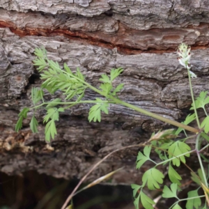 Fumaria capreolata at Turner, ACT - 10 Aug 2023