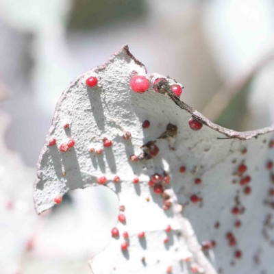 Ophelimus maskellii (Eucalyptus Gall Wasp) at Sullivans Creek, Turner - 4 Aug 2023 by ConBoekel