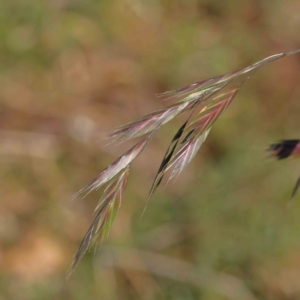 Bromus catharticus at Turner, ACT - 4 Aug 2023