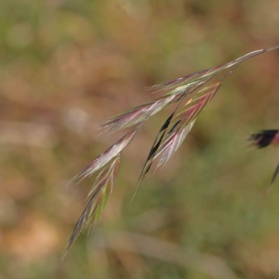 Bromus catharticus (Prairie Grass) at Sullivans Creek, Turner - 4 Aug 2023 by ConBoekel