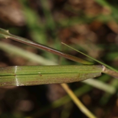 Bromus catharticus at Turner, ACT - 4 Aug 2023