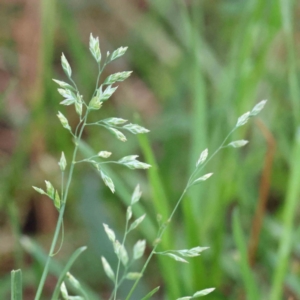 Poa annua at Turner, ACT - 10 Aug 2023