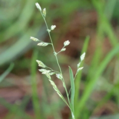 Poa annua at Turner, ACT - 10 Aug 2023 04:01 PM