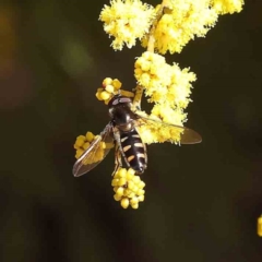 Melangyna viridiceps (Hover fly) at Dryandra St Woodland - 17 Aug 2023 by ConBoekel