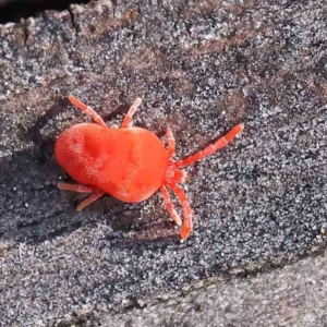 Trombidiidae (family) at Turner, ACT - 4 Aug 2023