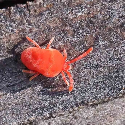 Trombidiidae (family) (Red velvet mite) at Turner, ACT - 4 Aug 2023 by ConBoekel