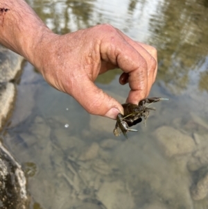 Cherax destructor at Stromlo, ACT - 22 Aug 2023