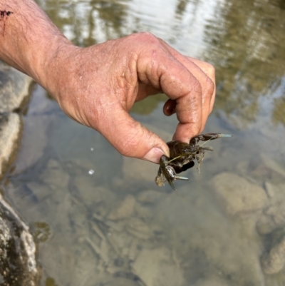 Cherax destructor (Common Yabby) at Stromlo, ACT - 22 Aug 2023 by dwise