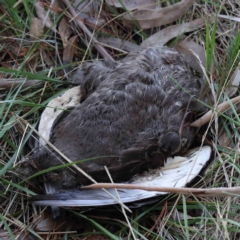 Anas superciliosa (Pacific Black Duck) at Turner, ACT - 4 Aug 2023 by ConBoekel