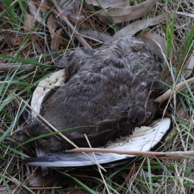 Anas superciliosa (Pacific Black Duck) at Sullivans Creek, Turner - 4 Aug 2023 by ConBoekel