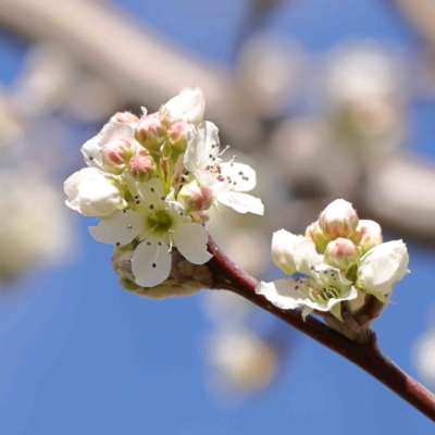 Pyrus sp. (An Ornamental Pear) at Turner, ACT - 16 Aug 2023 by ConBoekel