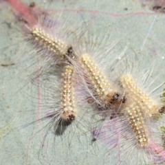 Uraba lugens (Gumleaf Skeletonizer) at O'Connor, ACT - 17 Aug 2023 by ConBoekel