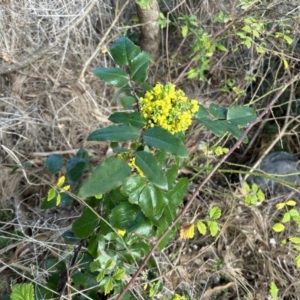 Berberis aquifolium at Coree, ACT - 21 Aug 2023