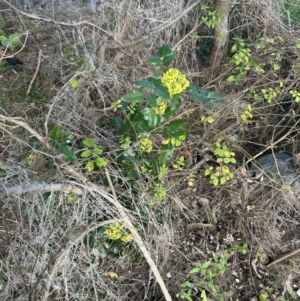 Berberis aquifolium at Coree, ACT - 21 Aug 2023
