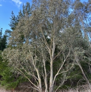 Eucalyptus stellulata at Paddys River, ACT - 20 Aug 2023 03:03 PM