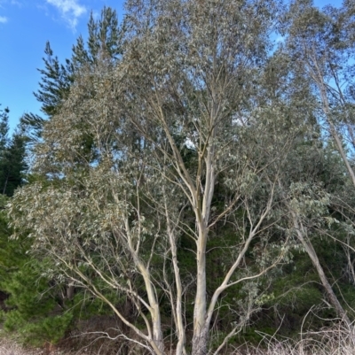Eucalyptus stellulata (Black Sally) at Paddys River, ACT - 20 Aug 2023 by dwise
