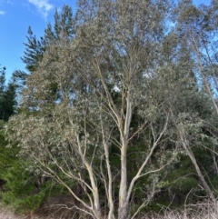Eucalyptus stellulata (Black Sally) at Paddys River, ACT - 20 Aug 2023 by dwise