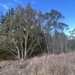 Eucalyptus stellulata at Paddys River, ACT - 20 Aug 2023 03:03 PM