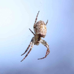 Plebs eburnus (Eastern bush orb-weaver) at Turner, ACT - 4 Aug 2023 by ConBoekel