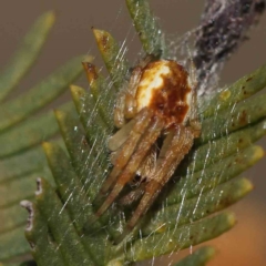 Salsa fuliginata (Sooty Orb-weaver) at Dryandra St Woodland - 17 Aug 2023 by ConBoekel