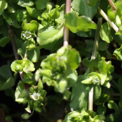 Stellaria media (Common Chickweed) at Sullivans Creek, Turner - 10 Aug 2023 by ConBoekel