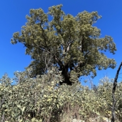 Brachychiton populneus subsp. populneus at Paddys River, ACT - 20 Aug 2023