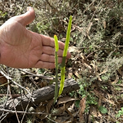 Bossiaea grayi (Murrumbidgee Bossiaea) at Paddys River, ACT - 19 Aug 2023 by dwise