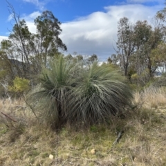 Xanthorrhoea glauca subsp. angustifolia (Grey Grass-tree) at Paddys River, ACT - 19 Aug 2023 by dwise