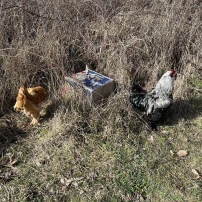 Gallus gallus (Red Junglefowl (Domestic)) at Paddys River, ACT - 18 Aug 2023 by dwise