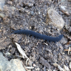 Euperipatoides rowelli (Tallanganda Velvet Worm) at QPRC LGA - 26 Aug 2023 by MatthewFrawley