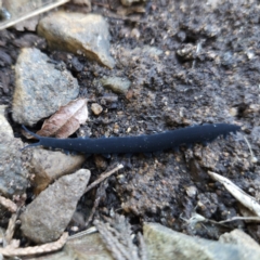 Euperipatoides rowelli at Braidwood, NSW - 26 Aug 2023 10:35 AM