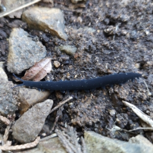 Euperipatoides rowelli at Braidwood, NSW - 26 Aug 2023 10:35 AM