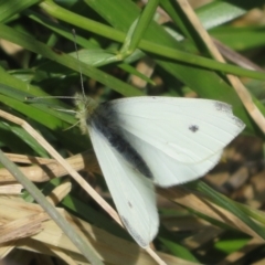 Pieris rapae (Cabbage White) at Dunlop, ACT - 25 Aug 2023 by Christine